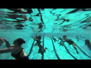 The Roosevelt Sharks Make a Splash thumbnail