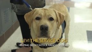 Levi the Service Dog – DMPS-TV News thumbnail